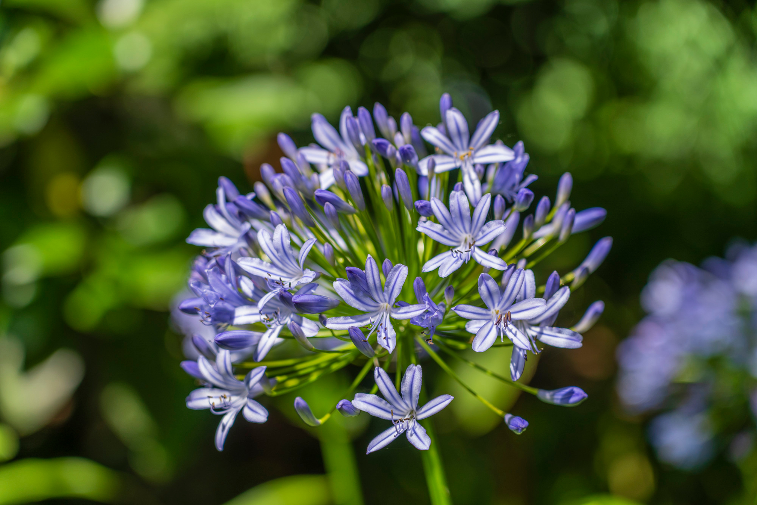Fioletowy agapanthus
