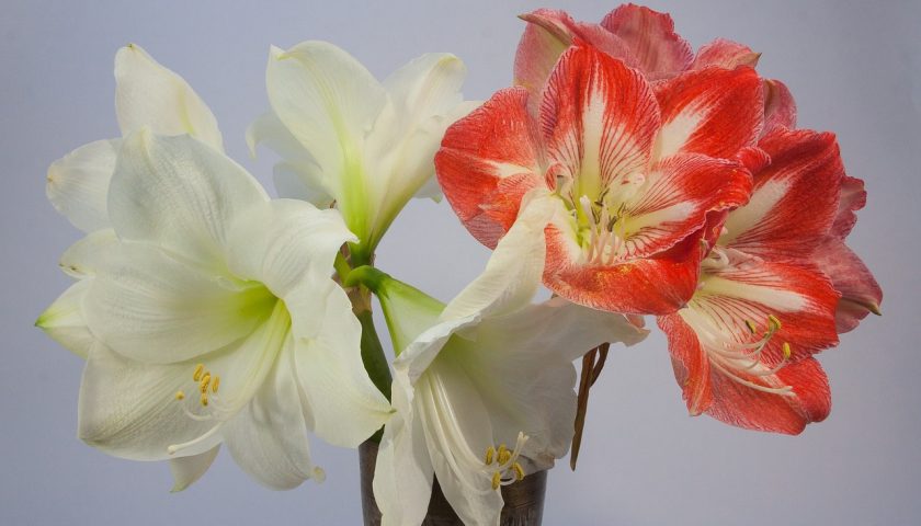 Biały i czerwony kwiat amarylisa i jego uprawa