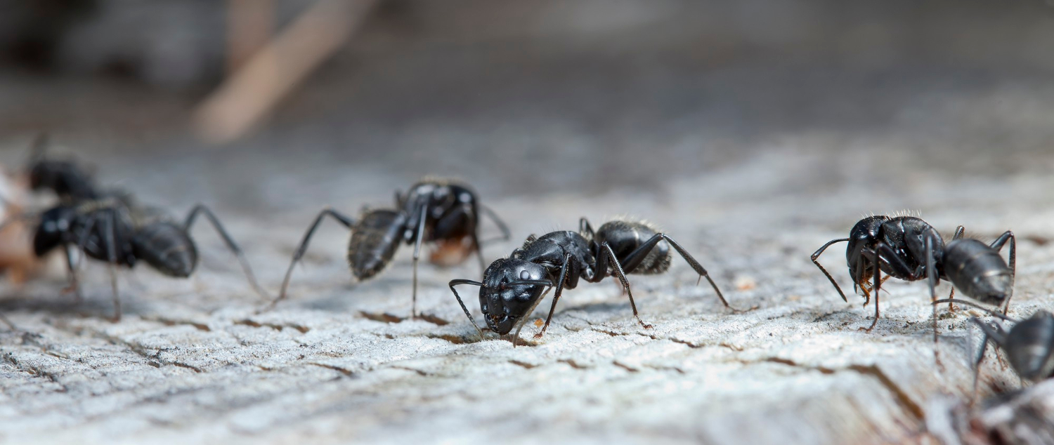 Zwalczanie mrówek domowymi sposobami