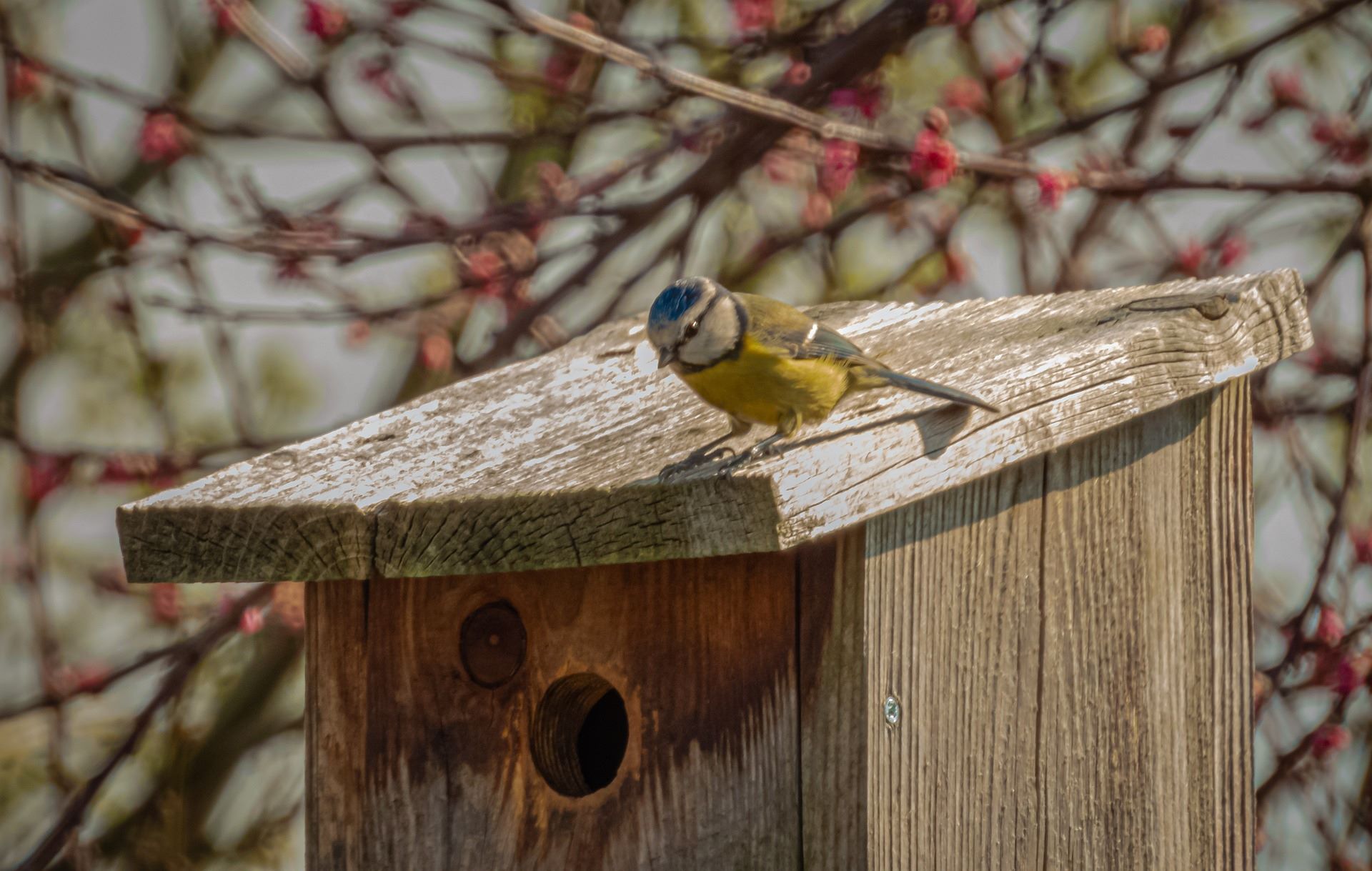 Ptak siedzi na domku dla ptaków w ogrodzie