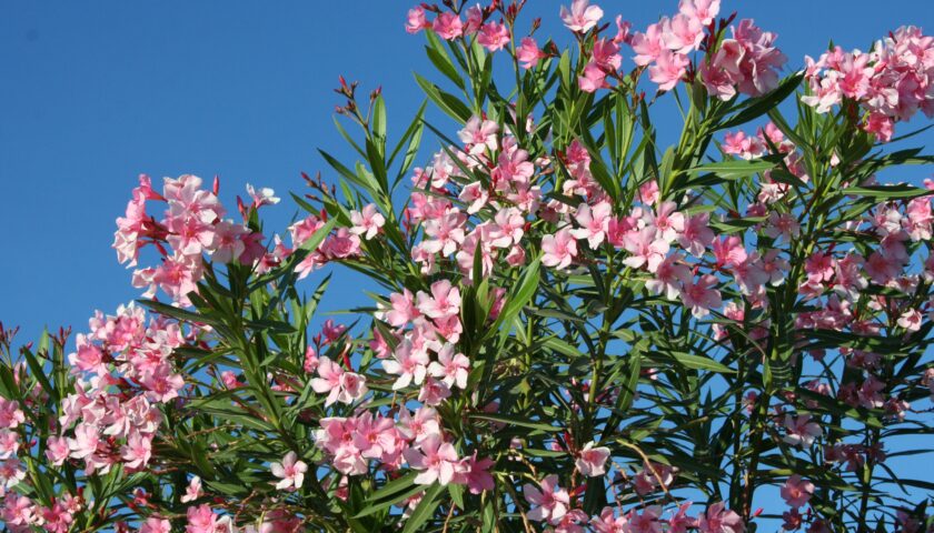 Posadzone krzewy z różowymi kwiatami w ogrodzie