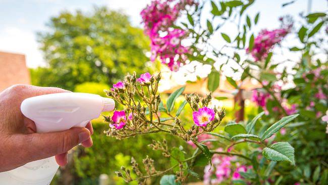 Kobieta wykorzystuje ocet w ogrodzie do kwiatów